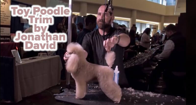 Toy Poodle Trim by Jonathan David