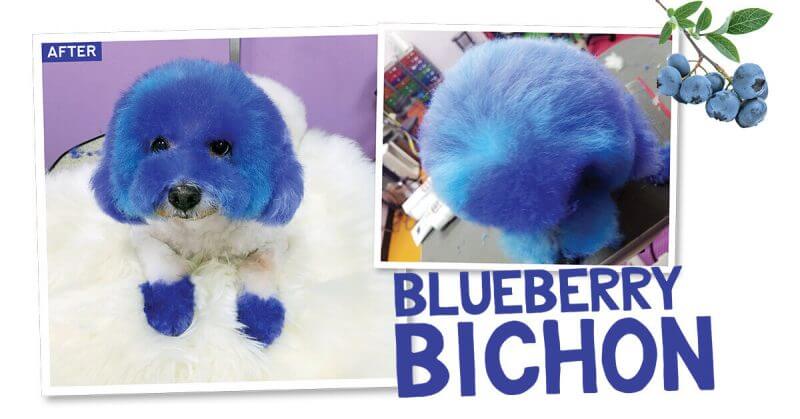 Blueberry Bichon