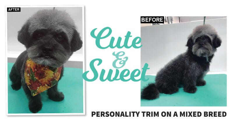 Cute & Sweet: Personality Trim on a Mixed Breed