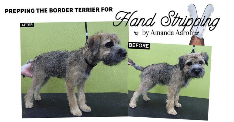 Prepping the Border Terrier for Hand Stripping