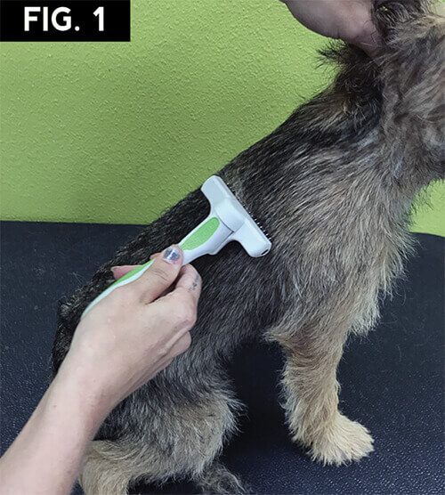 Prepping the Border Terrier for Hand Stripping Groomer to Groomer