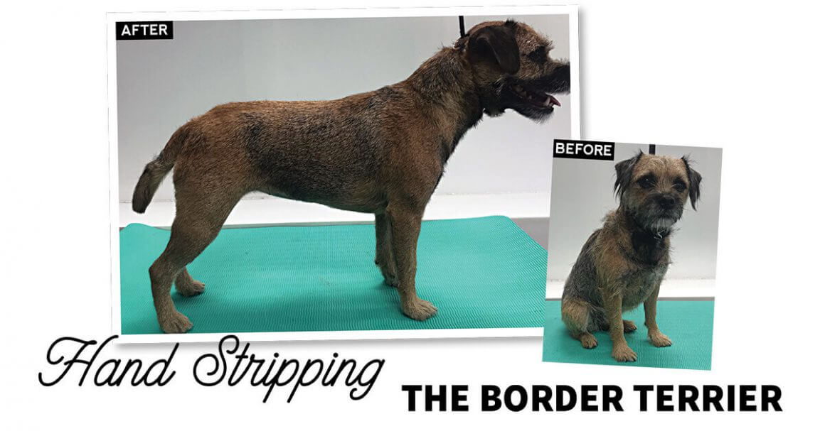 Handstripping the Border Terrier