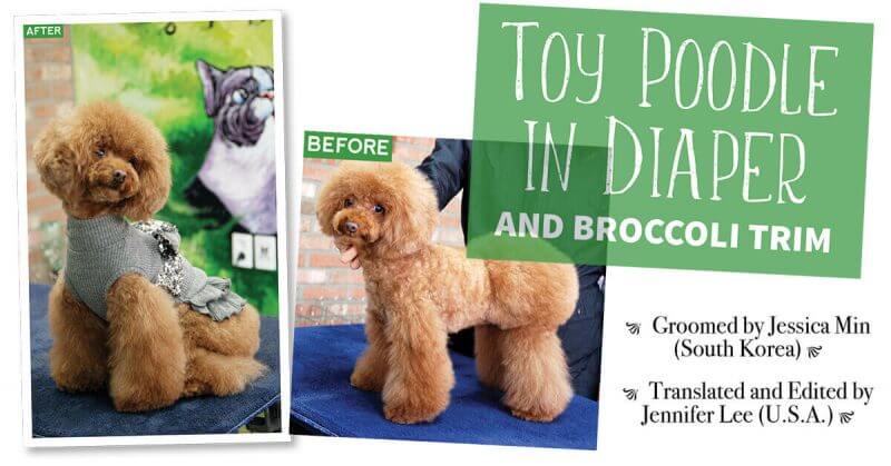 Toy Poodle in Diaper and Broccoli Trim