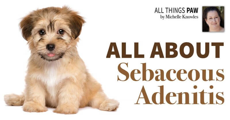 All About Sebaceous Adenitis