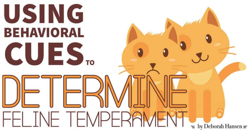 Using Behavioral Cues to Determine Feline Temperament