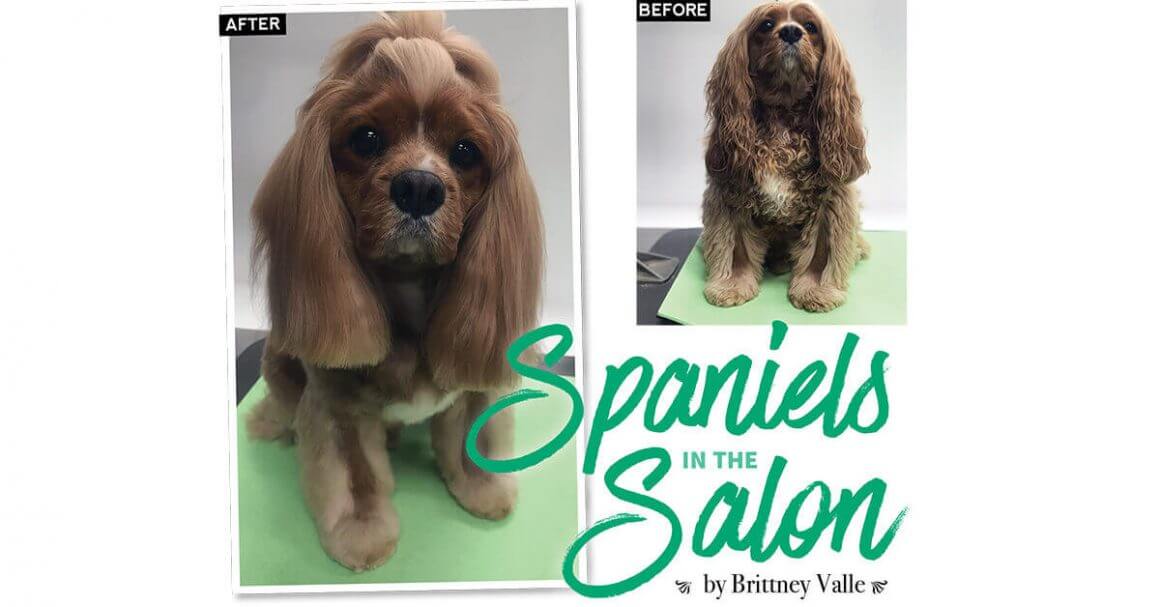 Spaniels in the Salon