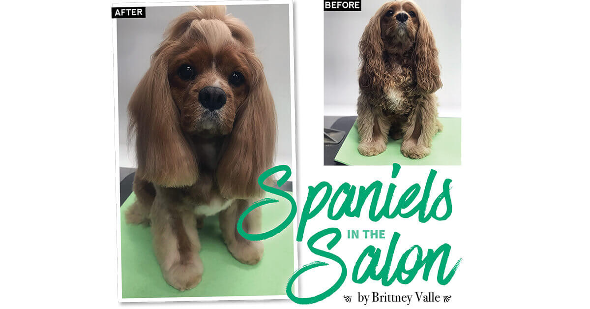 Three of the most popular haircuts for your Cocker Spaniel