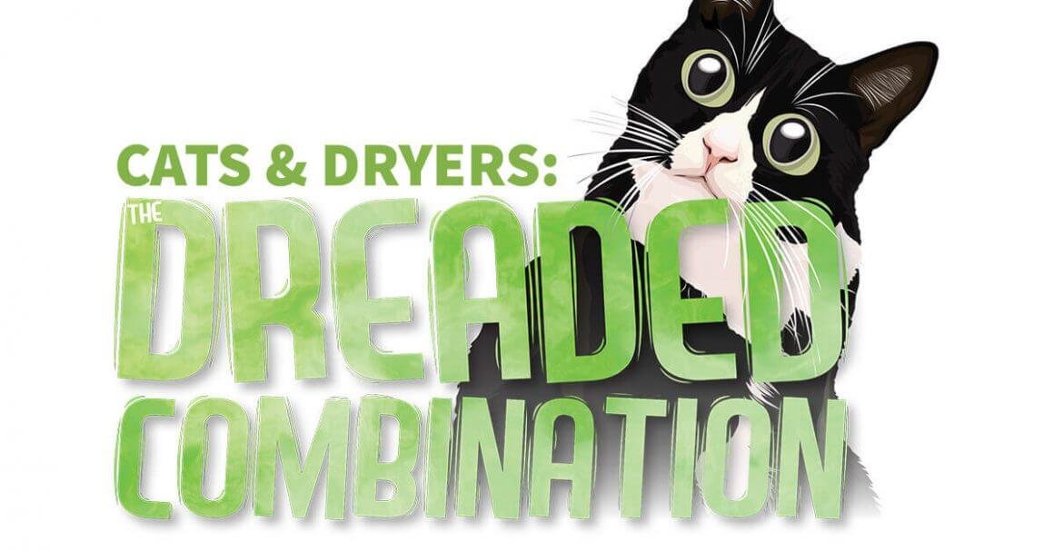 Cats & Dryers: The Dreaded Combination