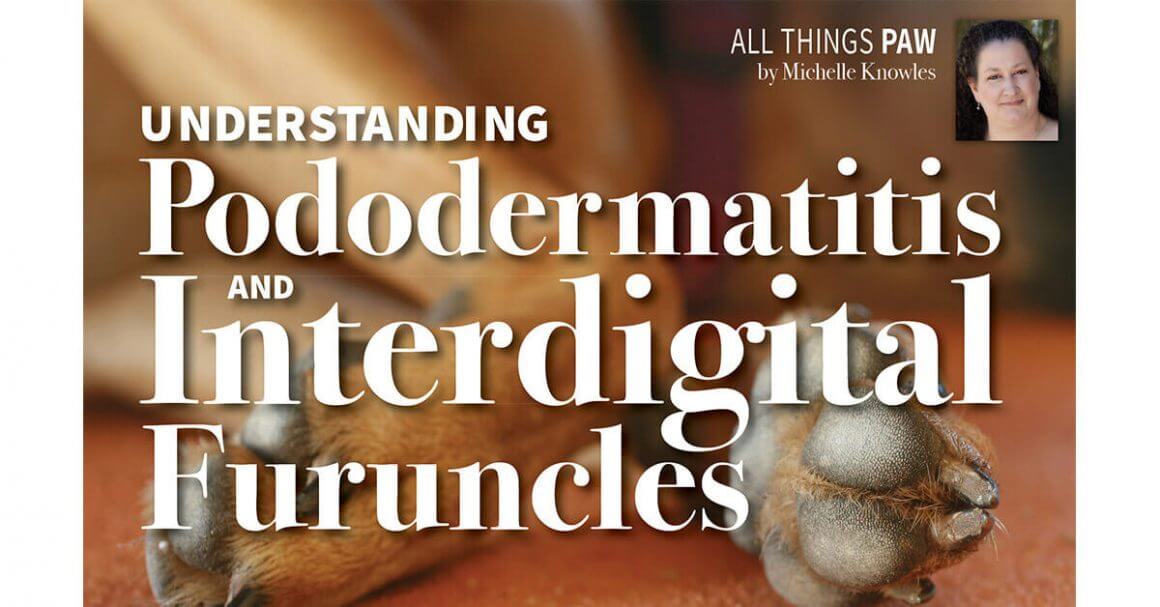 Understanding Pododermatitis and Interdigital Furuncles