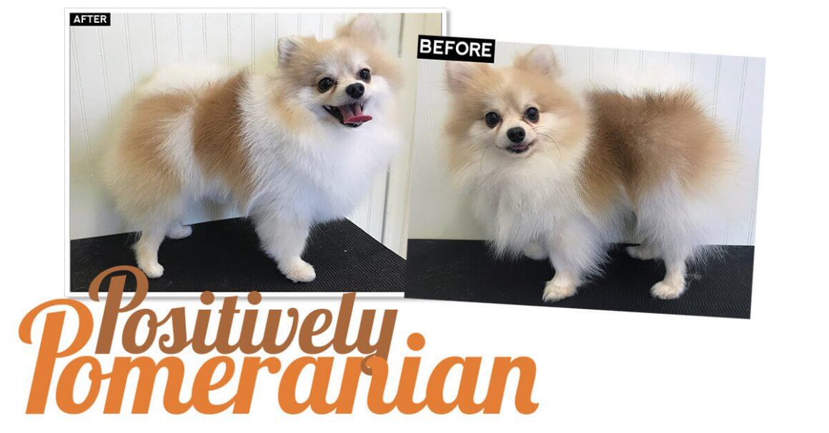 Positively Pomeranian