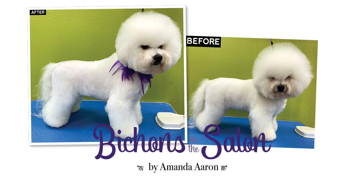 Bichons in the Salon Groomer to Groomer Magazine