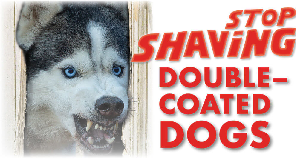 Stop Shaving DoubleCoated Dogs Groomer to Groomer Magazine