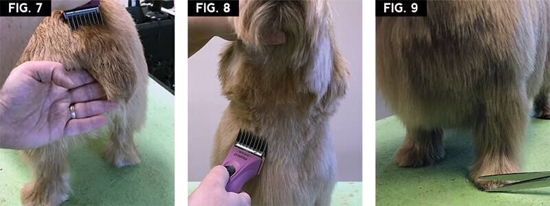 Pet Terriers: Classic Clippered Terrier Trim - Groomer to Groomer