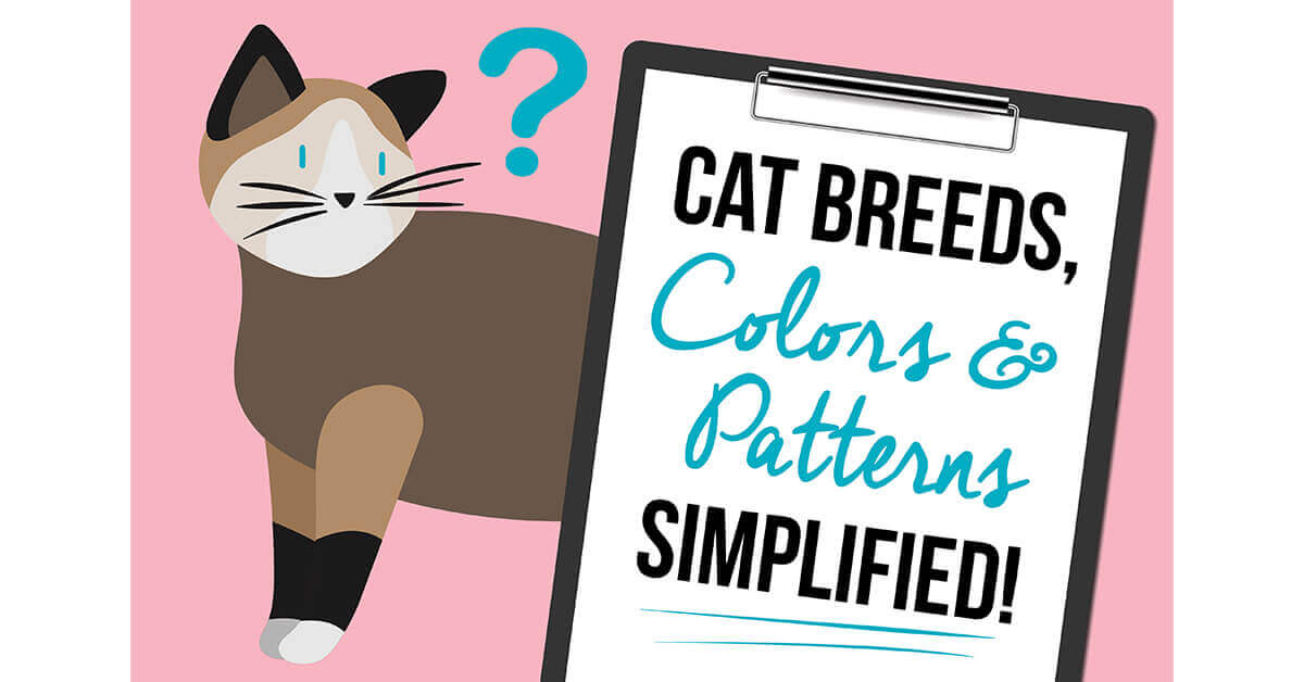 Feline Breeds, Domestic Shorthair Cats, and Color Patterns