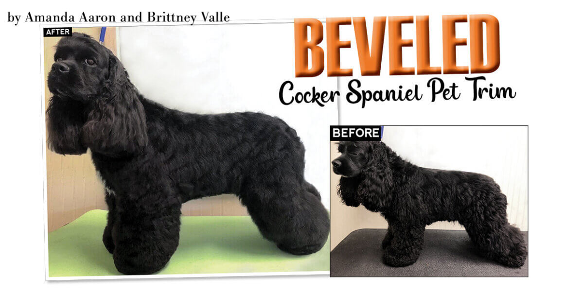 Standard cocker spaniel sales cut
