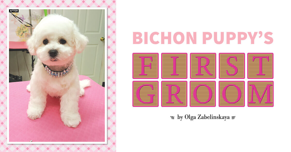 Bichon puppy sales haircut