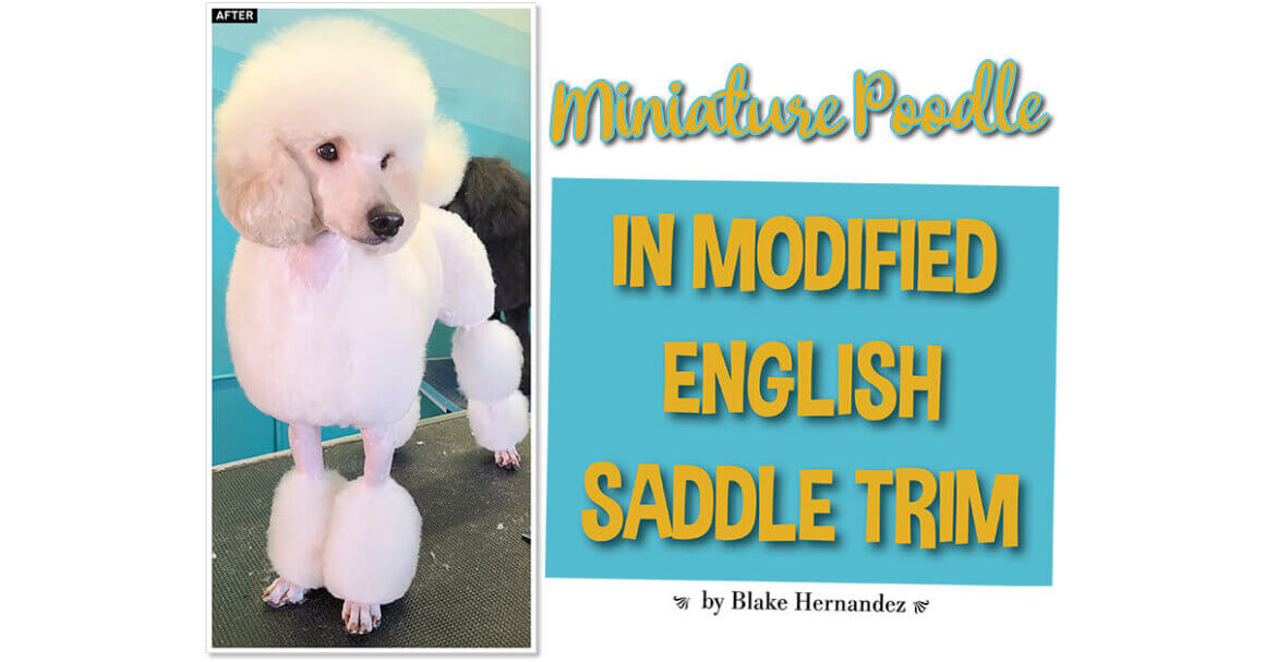 Poodle saddle sales cut